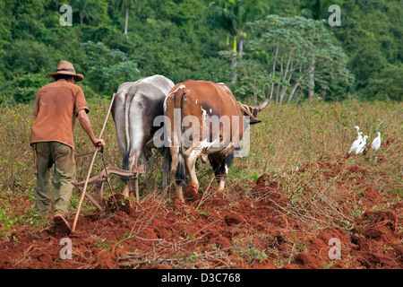 Kubanische Bauer, der pflügt Feld mit traditionellen Pflug gezogen von Ochsen auf Tabak-Plantage, Valle de Viñales, Kuba, Caribbean Stockfoto