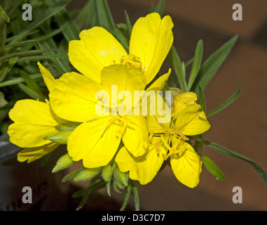 Cluster von leuchtend gelben Blüten der Oenanthera Sorte 'Lemon Drops' - mit Knospen und Laub Stockfoto