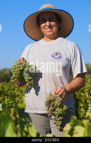 Montilla, Ernte Pedro Ximenez Weintrauben, Bodegas Cabriñana, Jahrgang in einem Weinberg in Montilla Montilla-Moriles Bereich, Stockfoto