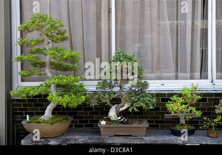 Eine Sammlung von japanischen Bonsai-Bäume in verschiedenen Größen schmückt ein Fensterbrett in einem Privathaus in Japan. Stockfoto