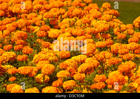 Teile der spektakuläre leuchtend orangen Blüten der afrikanischen Ringelblumen - Tagetes Erecta Hybrid - beliebte jährliche Garten Beetpflanzen Stockfoto