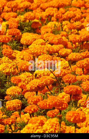 Teile der spektakuläre leuchtend orangen Blüten der afrikanischen Ringelblumen - Tagetes Erecta Hybrid - beliebte jährliche Garten Beetpflanzen Stockfoto