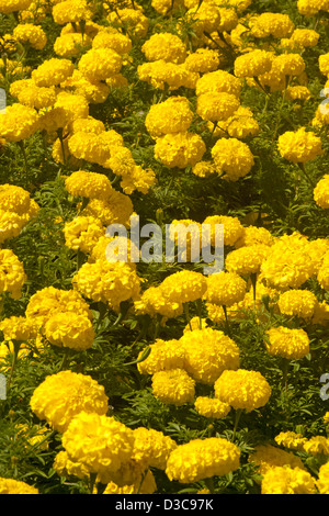 Teile der leuchtend gelben Blüten der afrikanischen Ringelblumen - Tagetes Erecta Hybrid - beliebte jährliche Garten Beetpflanzen Stockfoto