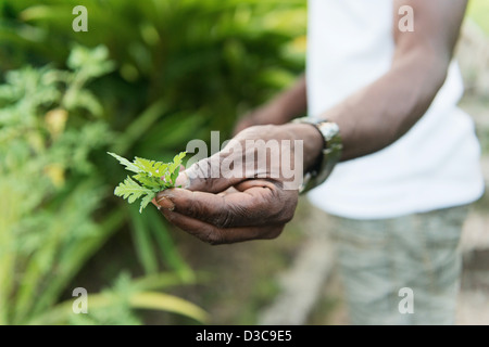 Sklaven-Savanne, Savanne des Esclaves, Insel Martinique, kleine Antillen, Karibisches Meer, Frankreich Stockfoto