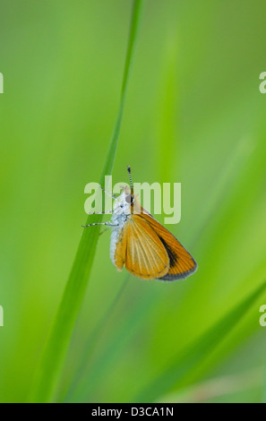 Delaware skipper (anatrytone Logan) im Gras Stockfoto