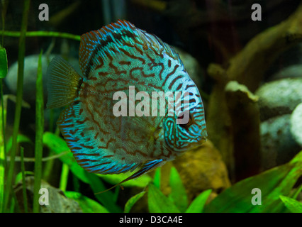 Hervorragende Diskusfische (Symphysodon Aequifasciatu) Stockfoto