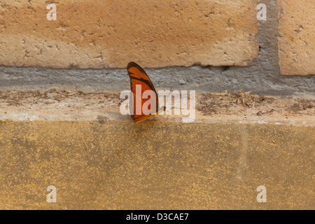 Julia Butterfly (Dryas Iulia). Weiblich, hat Rim schwarz auf Flügeln. Einnahme von Mineralsalzen aus Mörtel zwischen Ziegel verwendet. Guyana. Südamerika Stockfoto