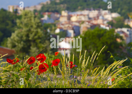 Bulgarien, Europa, Plovdiv, die Altstadt von archäologischen Komplex Nebet Tepe, wilde Blumen gesehen. Stockfoto