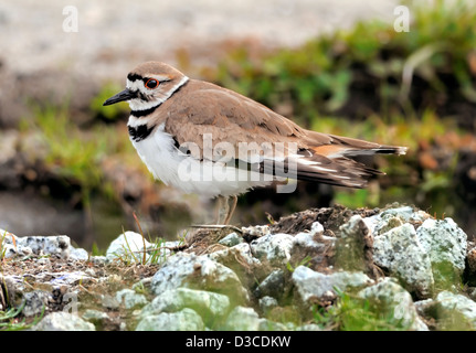 Ein Killdeer Vogel - Haradrius vociferus hier am Boden gesehen. Stockfoto