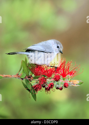 Ein Buschtit-Vogel - Psaltriparus minimus, auf einem Ast, vor einem verschwommenen Hintergrund thront Stockfoto