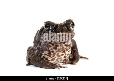 Cane Toad fotografiert in einem Studio geeignet für Ausschnitt Stockfoto