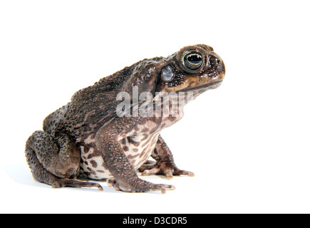 Cane Toad fotografiert in einem Studio geeignet für Ausschnitt Stockfoto