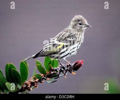 Kiefer-Siskin auf Blattzweig, braunes Gefieder mit Streifen und gelber Flügel blitzt sichtbar auf. Ein kleiner, aktiver finch aus Nordamerika. Spinus pinus Stockfoto