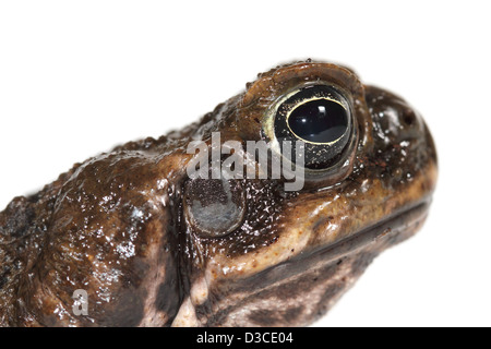 Cane Toad fotografiert in einem Studio geeignet für Ausschnitt Stockfoto