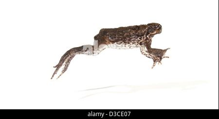 Cane Toad fotografiert in einem Studio geeignet für Ausschnitt Stockfoto