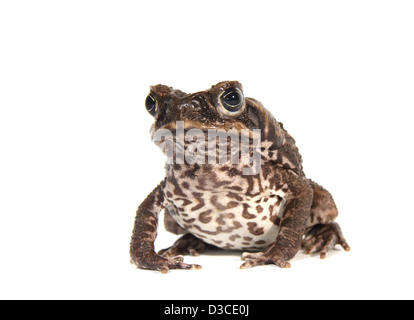 Cane Toad fotografiert in einem Studio geeignet für Ausschnitt Stockfoto