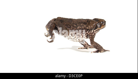 Cane Toad fotografiert in einem Studio geeignet für Ausschnitt Stockfoto