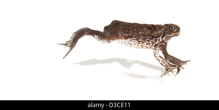 Cane Toad fotografiert in einem Studio geeignet für Ausschnitt Stockfoto