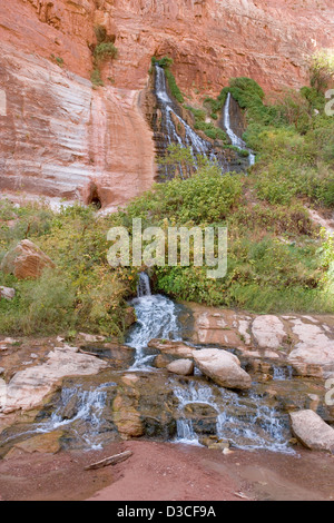 Vasey Paradies Federn, die aus einer Felswand in den Grand Canyon Stockfoto