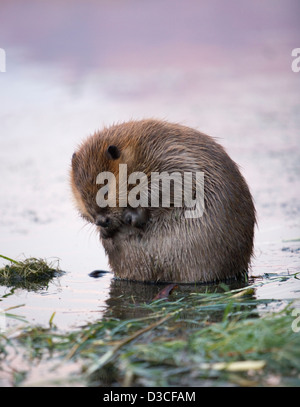 Nordamerikanische Biber in den Colorado River Arizona, USA Stockfoto