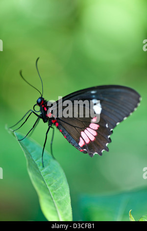 Eine Makroaufnahme eines mittelamerikanischen Cattleheart Schmetterlings (Parides Iphidamas) auf einem Blatt mit Platz für Textfreiraum. Stockfoto