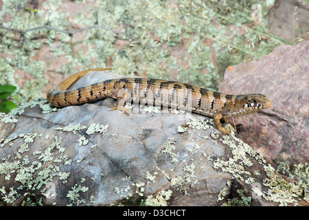Madrean Alligator Eidechse Elgaria Kingii Nobilis Huachuca Mountains, Cochise County, Arizona, USA 9 Oktober Erwachsene Stockfoto