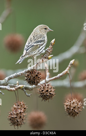 Pine Siskin Barching in Snowy Sweetgum Baum Vogel Vögel singvögel Ornithologie Wissenschaft Natur Tierwelt Umwelt Siskins Winter Schnee senkrecht Stockfoto