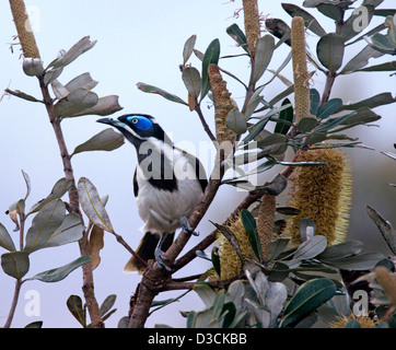 Australische blau konfrontiert Honigfresser Küsten Banksia Baum mit Blüten - in freier Wildbahn Stockfoto