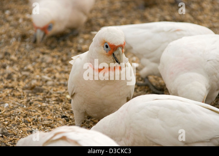 Herde von lange fakturierte Corellas - australischen Papageien - in freier Wildbahn füttern auf dem Boden auf Korn von einem Lagersilo verschüttet Stockfoto