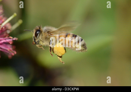 Nahaufnahme von fliegende Biene in der Nähe von einer Blume Stockfoto