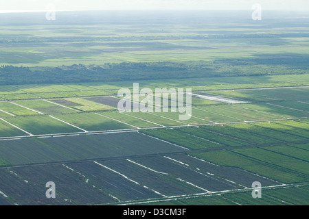 Tropische Feuchtgebiete trockengelegt für die Landwirtschaft. Hinterland von Georgetown, Hauptstadt von Guyana. Süd-Amerika. Luftaufnahme. Stockfoto