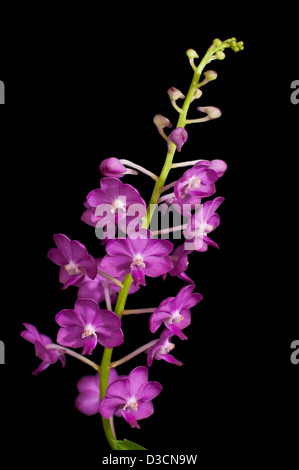 Lila Orchidee blüht auf schwarzem Hintergrund isoliert, Ascocentrum ampullaceum Stockfoto