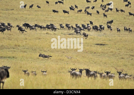 Geparden jagen ein Gnus während der Rest der Herde blickt auf, in der Masai Mara in Kenia, Afrika Stockfoto