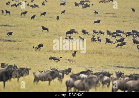 Geparden jagen ein Gnus während der Rest der Herde blickt auf, in der Masai Mara in Kenia, Afrika Stockfoto