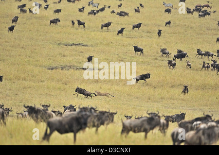 Geparden jagen ein Gnus während der Rest der Herde blickt auf, in der Masai Mara in Kenia, Afrika Stockfoto