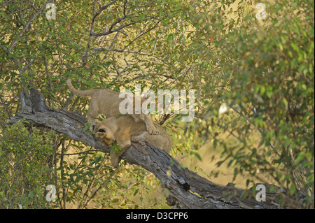 Spielerische Löwenbabys auf einem Baum in der Masai Mara, Kenia, Afrika Stockfoto