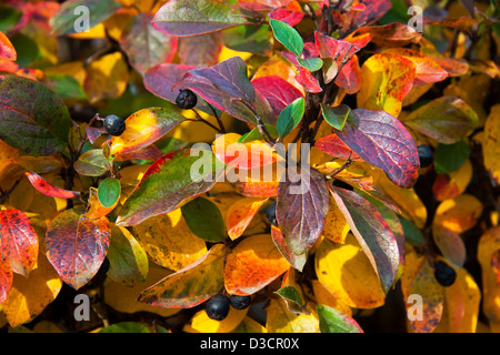 Hintergrund von schönen bunten Herbstlaub Stockfoto