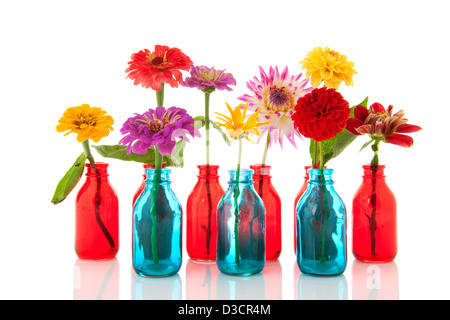 Zinnien und Dahlien in bunten kleinen roten und blauen Flaschen Stockfoto