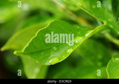 Zitrone-Blatt Stockfoto