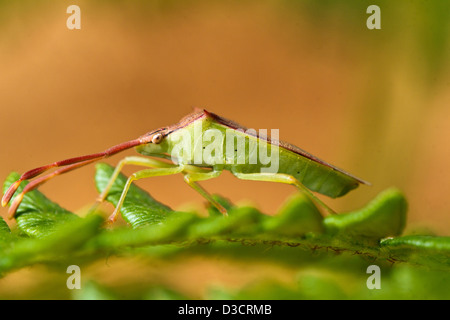 Nahaufnahme von einem südlichen Green Stinkbug (Nezara Viridula) an einer Pflanze. Stockfoto