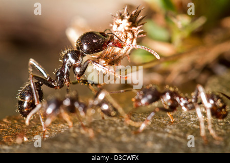 Nahaufnahme einer Arbeiter Ameise mit Nahrungsmitteln. Stockfoto