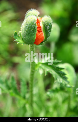 Mohn Knospe Stockfoto