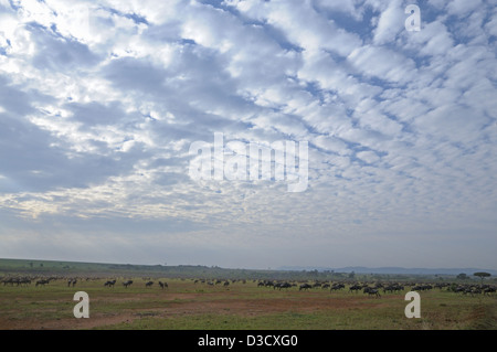 Gnus (oder Gnus, Gnus oder Wildebai, Gnu) Herden in den weiten Ebenen der Masai Mara, Kenia, Afrika Stockfoto