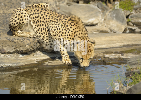 Geparden, trinken aus einem Wasserloch im Grasland der Masai Mara in Kenia, Afrika Stockfoto