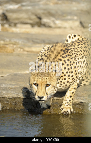 Geparden, trinken aus einem Wasserloch im Grasland der Masai Mara in Kenia, Afrika Stockfoto