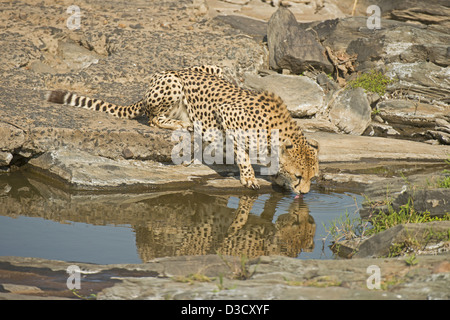 Geparden, trinken aus einem Wasserloch im Grasland der Masai Mara in Kenia, Afrika Stockfoto