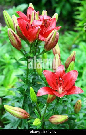 Zweig der roten Lilien im Sommergarten Stockfoto