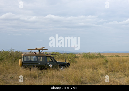 Geparden sitting on Top of Tourist Fahrzeug in Masai Mara, Kenia, Afrika Stockfoto