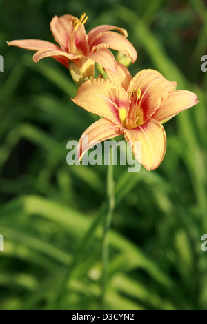 Lilien im Sommergarten Stockfoto