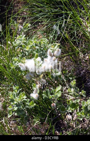 Goat Willow in Blume im Wald in der Nähe von Idrigill Punkt Orbost Duirinish Isle Of Skye Schottland Stockfoto